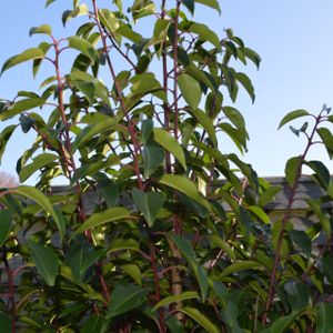 Prunus lusitanica (AGM) 3L