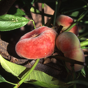 Peach Prunus 'Saturn' (St Julien) Bush 12L