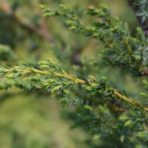 Juniperus chinensis 'Blue Alps' 3L