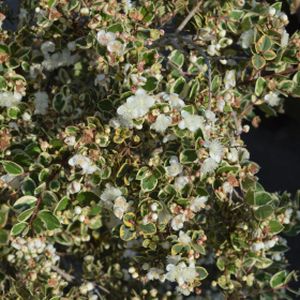 Luma apiculata 'Glanleam Gold' 3L