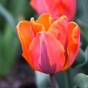 Tulip Tulipa 'Prinses Irene' (AGM) 1L