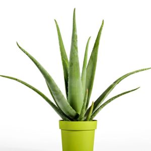 Aloe vera red shade (AGM) (9cm Pot)
