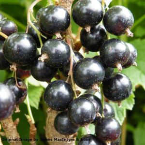 Blackcurrant Ribes 'Ben Lomond' (AGM) 3L