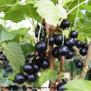 Blackcurrant Ribes 'Ben Tirran' 3L