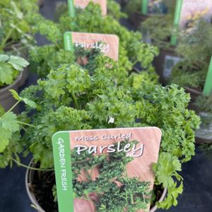 Parsley Curly Petroselinum 'Moss Curled' 1L