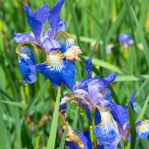 Iris setosa 'Baby Blue' 2L