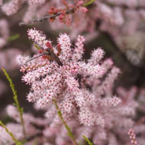 Tamarix ramosissima 'Pink Cascade' 3L