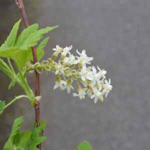 Ribes sanguineum 'White Icicle' 3L