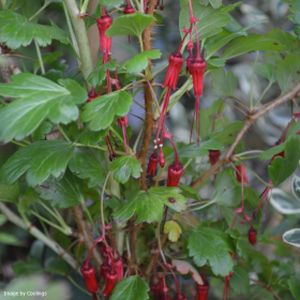 Ribes speciosum 3L
