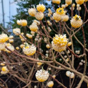 Edgeworthia chrysantha 15L