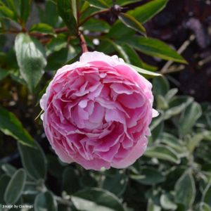 Paeonia lactiflora 'Sarah Bernhardt' (AGM) 3L