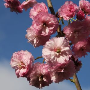 Prunus 'Daikoku' 12L