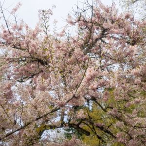 Prunus 'Horinji' 12L