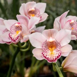 Orchid Cymbidium (Mixed) (14cm Pot) (2 Spk)