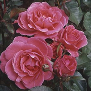 Rosa 'Happy Anniversary' (Standard) 10L
