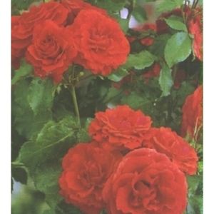 Rosa 'Remembrance' (Standard) (AGM) 10L