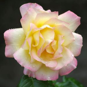 Rosa 'Peace' (Standard) 10L