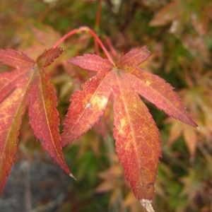 Acer palmatum 'Fireglow' 45L