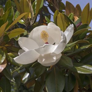 Magnolia grandiflora 'Exmouth' (AGM) 10L