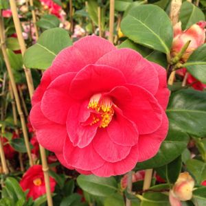 Camellia japonica 'Adolphe Audusson' (AGM) 3L