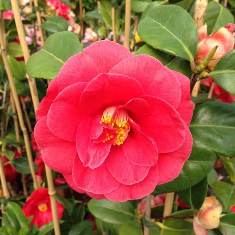 Camellia japonica 'Adolphe Audusson' (AGM) 3L