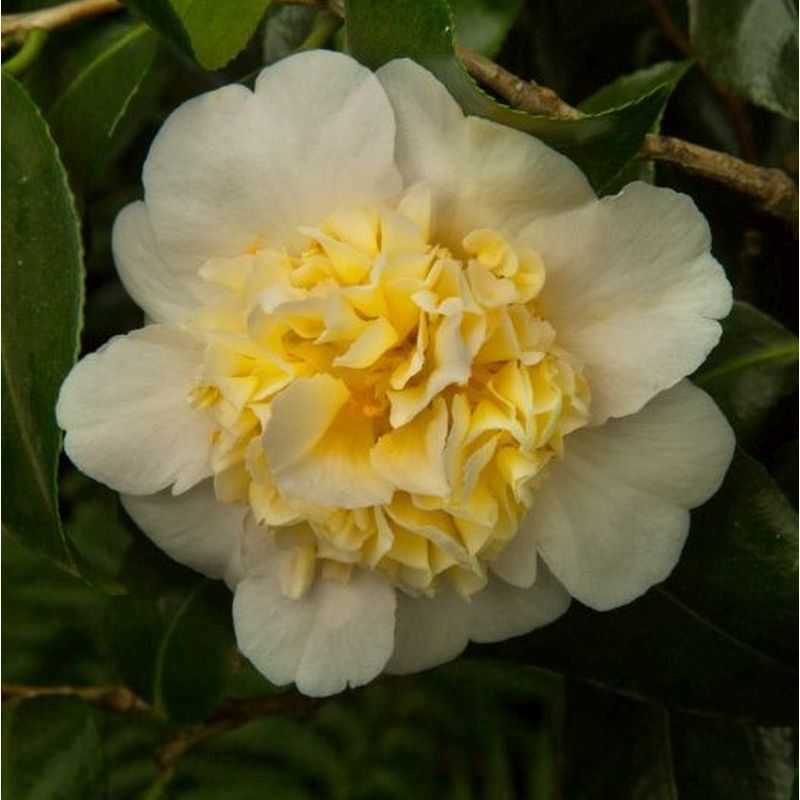 Camellia japonica 'Brushfield's Yellow' 4L