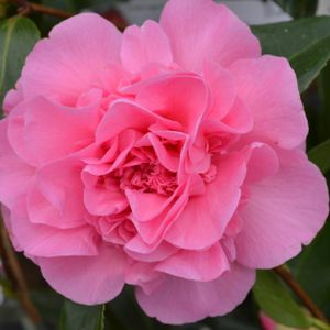 Camellia x williamsii 'Debbie' (AGM) 5L