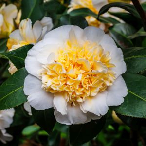 Camellia japonica 'Brushfield's Yellow' 3L