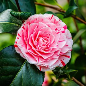 Camellia japonica 'Lavinia Maggi' (AGM) 3L