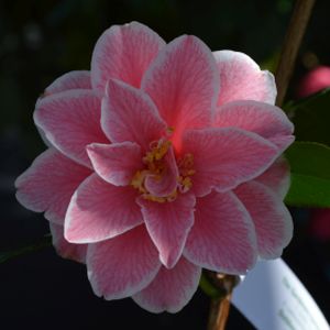 Camellia japonica 'Lady Vansittart' 3L