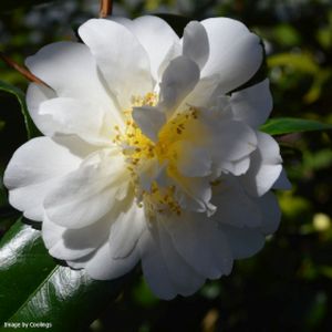 Camellia japonica 'Silver Anniversary' 3L