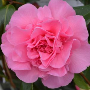 Camellia x williamsii 'Debbie' (AGM) 3L