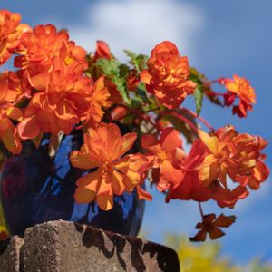 Begonia Trailing F1 Orange (10.5cm pot)