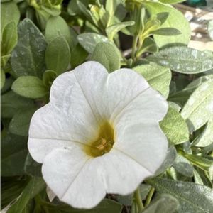 Petunia Mini Trailing White (9cm Pot)