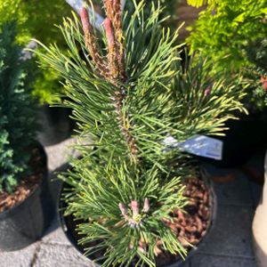 Pinus mugo 'Pal Maleter' 5L