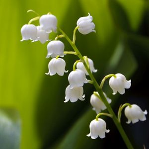 Convallaria majalis (Lily of the Valley) (AGM) 1.5L