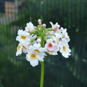 Primula japonica 'Appleblossom' 2L