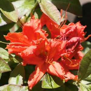Azalea Rhododendron 'Gibraltar' (AGM) 5L