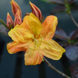 Azalea Rhododendron 'Klondyke' (AGM) 5L