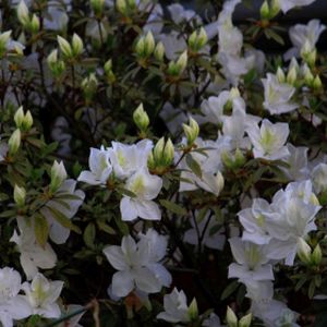 Azalea Rhododendron 'Gumpo White' 3L