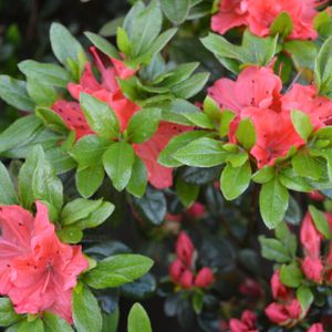 Azalea Rhododendron 'Geisha Orange' 3L