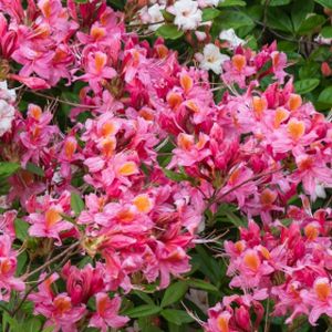Azalea Rhododendron 'Canzonetta' (AGM) 3L