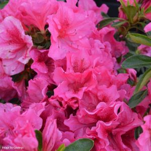 Azalea Rhododendron 'Dearest' (Hyde) 3L