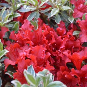 Azalea Rhododendron 'Hot Shot' 3L
