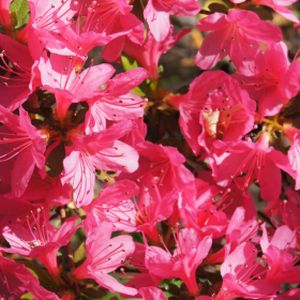 Azalea Rhododendron 'Maruschka' 3L