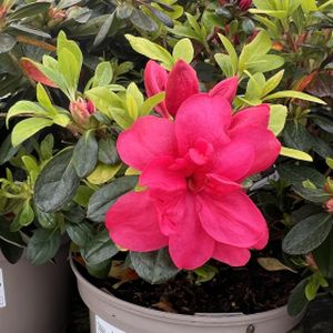 Azalea Rhododendron 'Mothers Day' (AGM) 3L