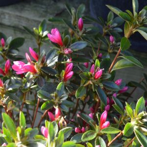 Azalea Rhododendron 'Sylvester' 3L
