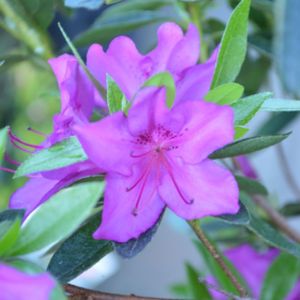 Azalea Rhododendron 'Blue Danube' (AGM) 3L