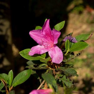 Azalea Rhododendron 'Flower Arranger' 3L