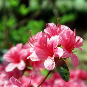 Azalea Rhododendron 'George Arends' 3L